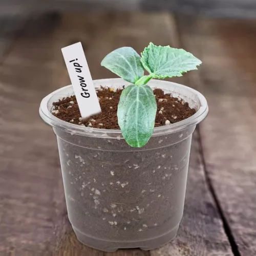 merkloos Allecto Plus - 32 kleine plastic plantenpotjes met bolvormig deksel voor zaden en zaailingen - Inclusief 10 plantpluggen (6154155361364)